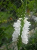 physostegia