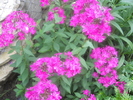flox