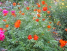 cosmos sulphureus