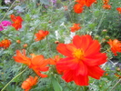 cosmos sulphureus