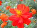cosmos sulphureus