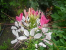 cleome