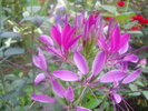 cleome