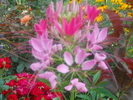 cleome