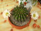 acanthocalycium  thionanthum