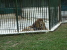 Parcul ROMANESCU 1-08-2010 083