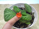 Tricolor