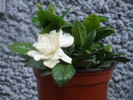 Gardenia