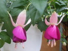 Fuchsia Westminster Chimes