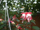 Fuchsia Spion Kop