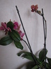 Orhidee - keiki cu flori si radacini si flori pe alta tija 3 aug 2010