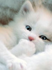 16295886_DQTYEHIYF