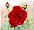 trandafir_voronet