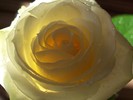 trandafir-light