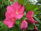 Hibiscus Moscheutos