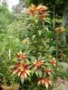 Amaranthus tricolor