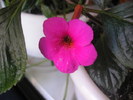 Mozelle