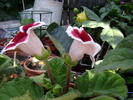 DSC04800