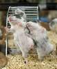 poze-haioase-hamsteri