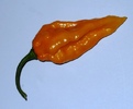 fatalii