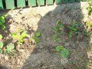 HIBISCUS DIN SEMINTE