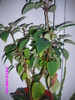 Craciunita (Euphorbia pulcherrima)