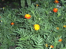 august 2010 024