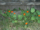 august 2010 029