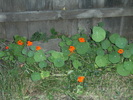 august 2010 033