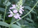 august 2010 053