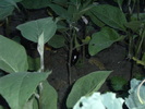 august 2010 064