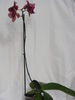 phalaenopsis2010