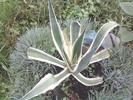 agava