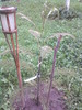 arborele de matase - albitzia