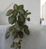 Episcia Pinkiscia 6