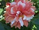 dalia portocaliu cu alb