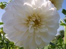 dalia alba