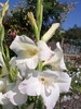 gladiola alba