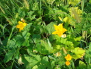 FLORI DE DOVLEAC