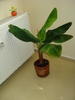 PUIUL DE BANAN