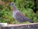 1206__500x375_1-speckled-pigeon_wm