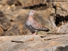 1207__500x375_2-speckled-pigeon_wm
