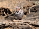 1208__500x375_4-speckled-pigeon_wm