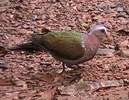 emeralddove