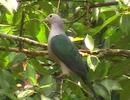 greenimperialpigeon