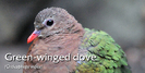greenwingeddove