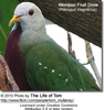WompooFruitDove2