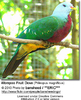 WompooFruitDove3