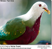 WompooFruitDove4