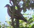 wwdove